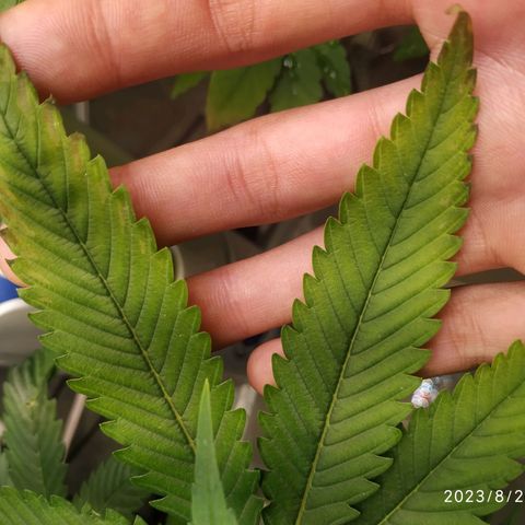 Jaqueline  growlog photo: Provável deficiência de algum micro, ou problema pelo bokashi e alquifish, seguir acompanhando. 