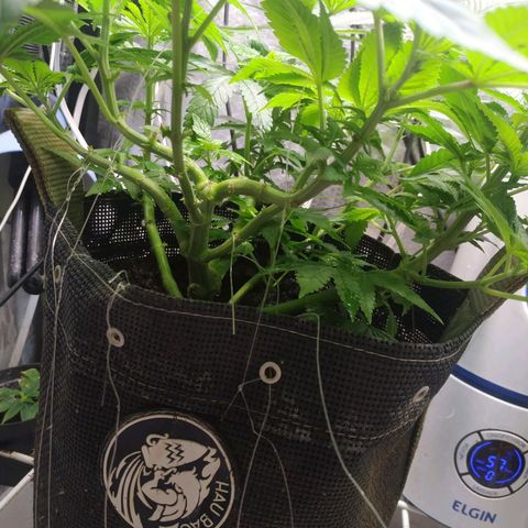 Jaqueline  growlog photo: Provável deficiência de algum micro, ou problema pelo bokashi e alquifish, seguir acompanhando. 