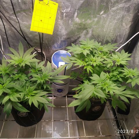 Jaqueline  growlog timeline photo