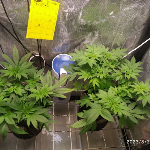 Jaqueline  growlog timeline photo