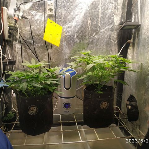 Jaqueline  growlog timeline photo