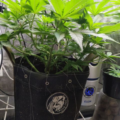 Jaqueline  growlog photo: Ramos crescendo pouco, defoliação e limpeza hj preparação pra flora. 