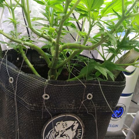 Jaqueline  growlog photo: Ramos crescendo pouco, defoliação e limpeza hj preparação pra flora. 