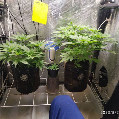 Jaqueline  growlog timeline photo