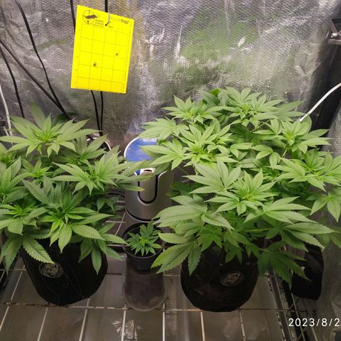 Jaqueline  growlog timeline photo