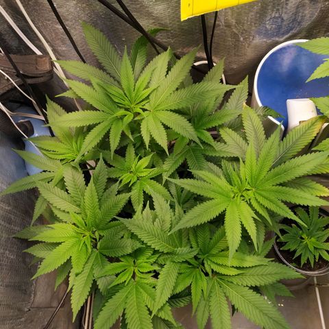 Jaqueline growlog in Grow