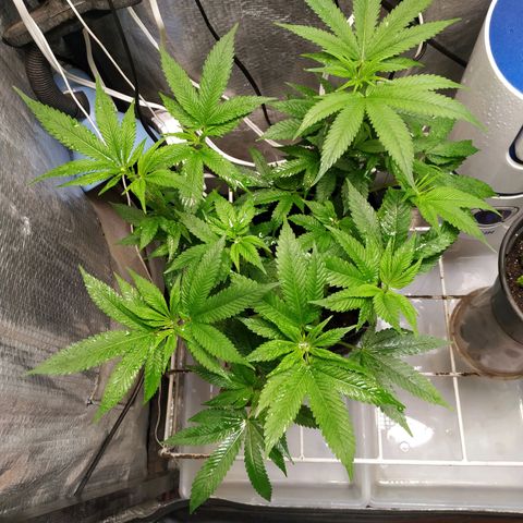 Jaqueline  growlog photo: Pós poda de limpeza e defoliação preparação pra flora. 