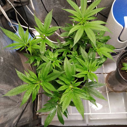 Jaqueline  growlog photo: Pós poda de limpeza e defoliação preparação pra flora. 