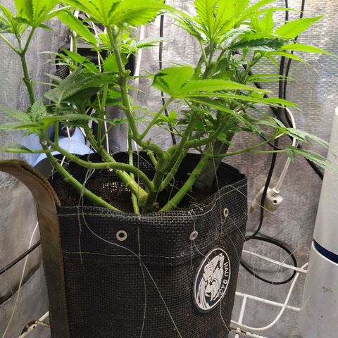 Jaqueline  growlog photo: Pós poda de limpeza e defoliação preparação pra flora. 