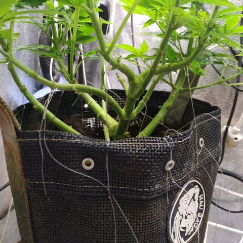 Jaqueline  growlog photo: Pós poda de limpeza e defoliação preparação pra flora. 