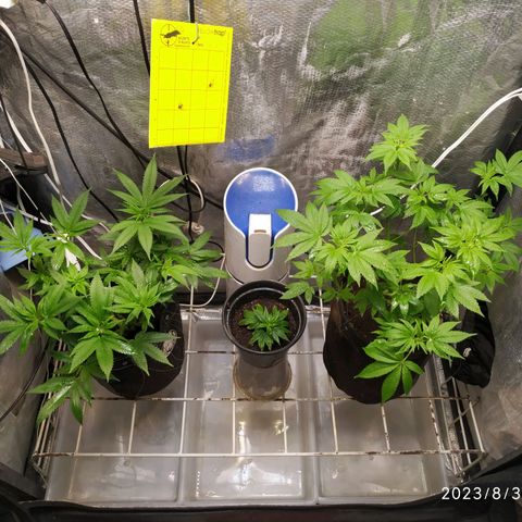 Jaqueline  growlog timeline photo