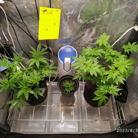 Jaqueline  growlog timeline photo
