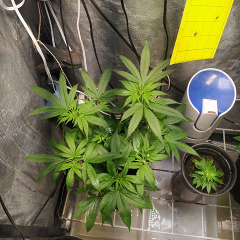 Jaqueline  growlog timeline photo