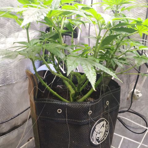 Jaqueline  growlog timeline photo