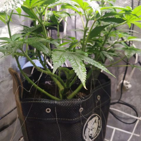 Jaqueline  growlog timeline photo