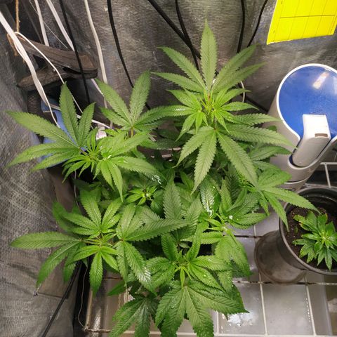 Jaqueline  growlog timeline photo
