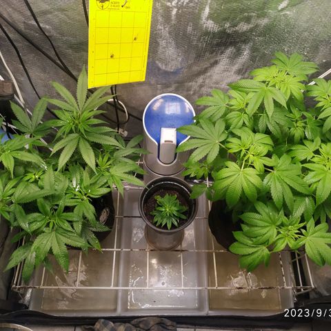 Jaqueline  growlog timeline photo