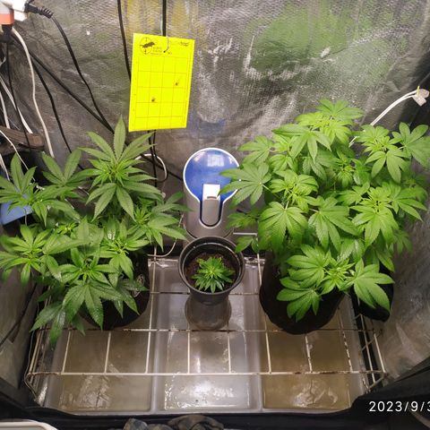 Jaqueline  growlog timeline photo