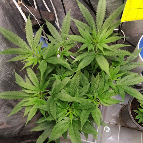 Jaqueline  growlog photo: Jaqueline, td certo mostrou o sexo ontem. 