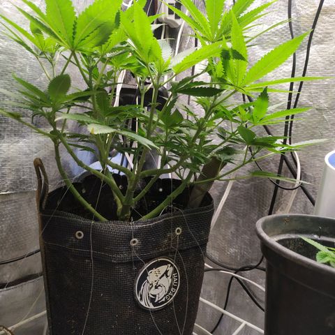Jaqueline  growlog photo: Jaqueline, td certo mostrou o sexo ontem. 