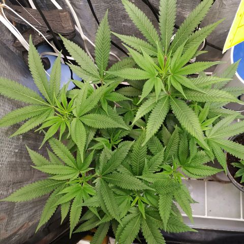 Jaqueline  growlog photo: Jaqueline, td certo mostrou o sexo ontem. 
