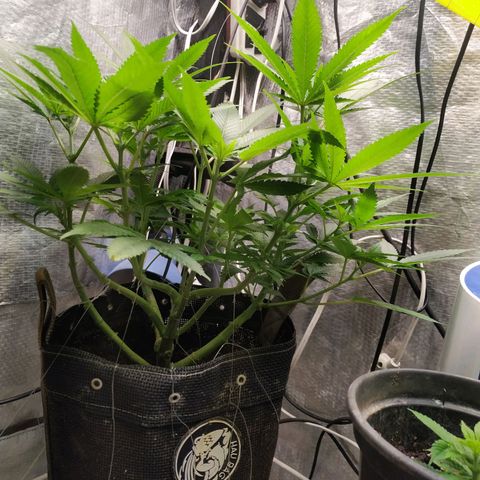 Jaqueline  growlog photo: Jaqueline, td certo mostrou o sexo ontem. 