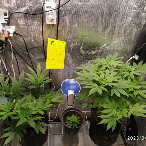 Jaqueline  growlog timeline photo