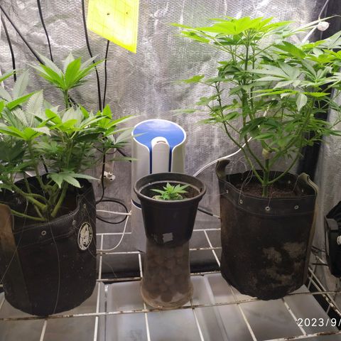 Jaqueline  growlog timeline photo