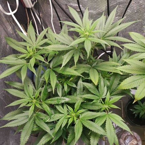 Jaqueline  growlog timeline photo