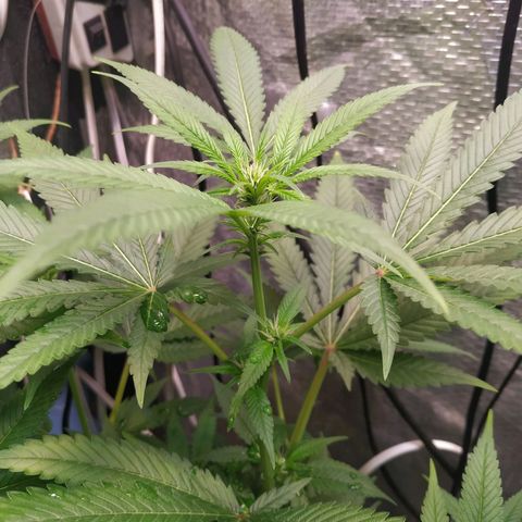 Jaqueline  growlog timeline photo
