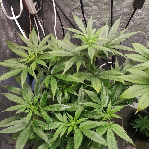 Jaqueline  growlog timeline photo