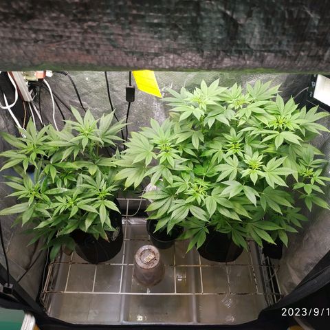 Jaqueline  growlog timeline photo