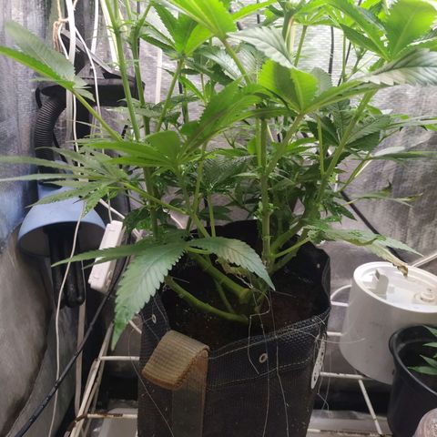 Jaqueline  growlog timeline photo