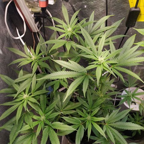 Jaqueline  growlog timeline photo