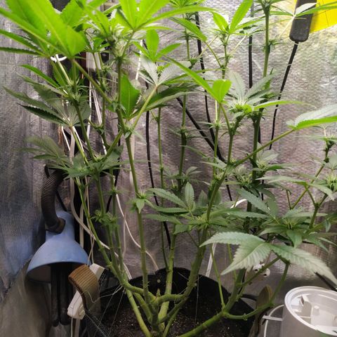 Jaqueline  growlog timeline photo