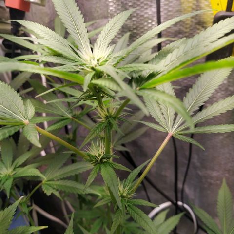 Jaqueline  growlog timeline photo