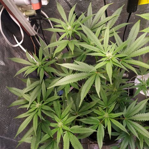 Jaqueline  growlog timeline photo