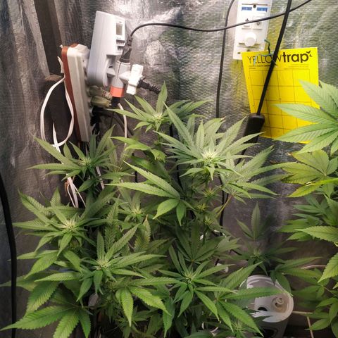 Jaqueline  growlog photo: Ph também baixo mas ainda não apresenta problemas 
