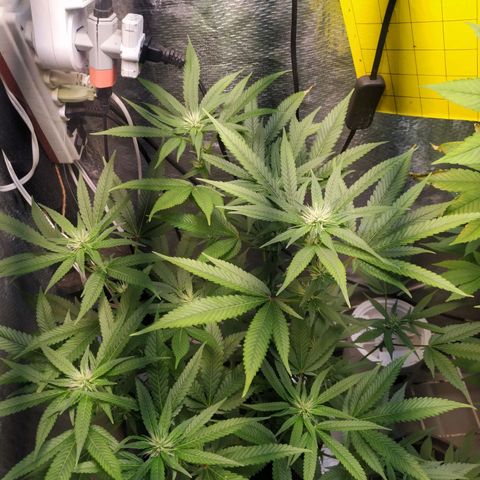 Jaqueline  growlog photo: Ph também baixo mas ainda não apresenta problemas 