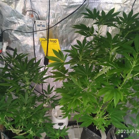 Jaqueline  growlog timeline photo