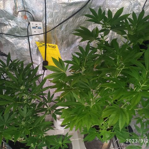 Jaqueline  growlog timeline photo