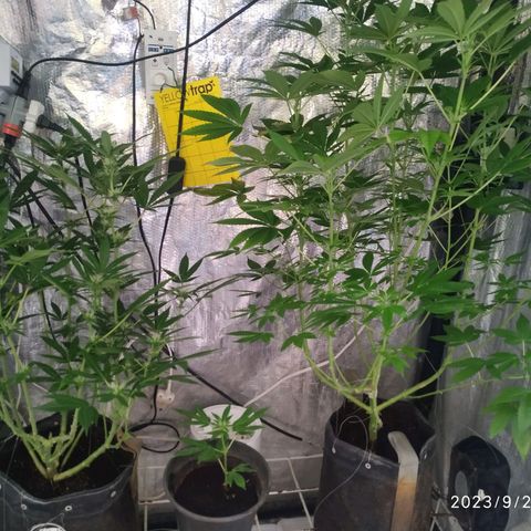 Jaqueline  growlog timeline photo