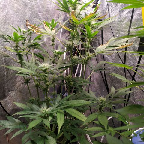 Jaqueline  growlog photo: Ph bem desregulado, feita provavelmente a última defoliação. 