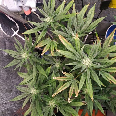 Jaqueline  growlog photo: Ph bem desregulado, feita provavelmente a última defoliação. 