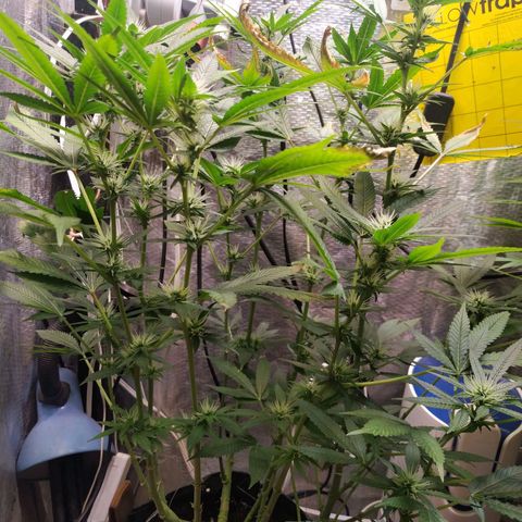 Jaqueline  growlog photo: Ph bem desregulado, feita provavelmente a última defoliação. 
