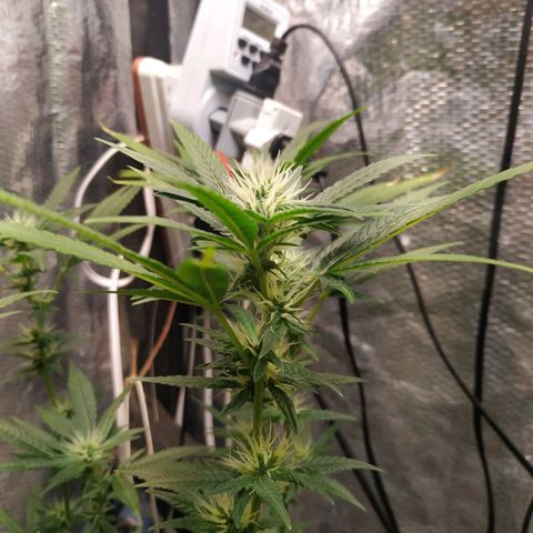 Jaqueline  growlog photo: Ph bem desregulado, feita provavelmente a última defoliação. 