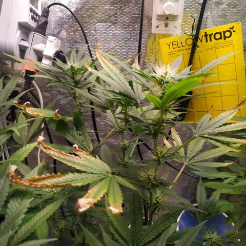 Jaqueline  growlog photo: Ph bem desregulado, feita provavelmente a última defoliação. 