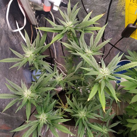 Jaqueline  growlog photo: Ph bem desregulado, feita provavelmente a última defoliação. 