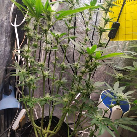 Jaqueline  growlog photo: Ph bem desregulado, feita provavelmente a última defoliação. 