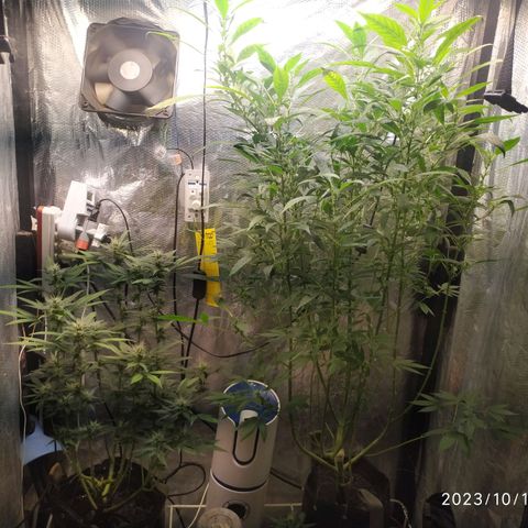 Jaqueline  growlog timeline photo